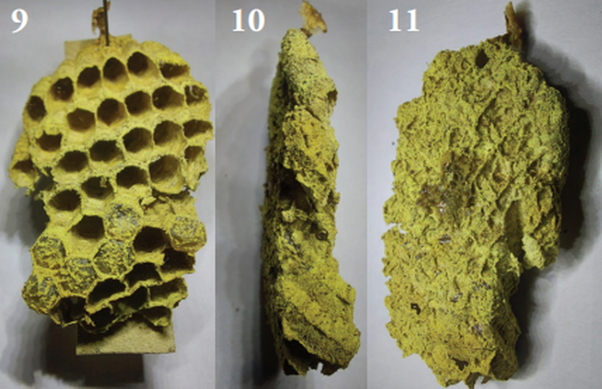The nest of Ropalidia jemmae, or Jemma’s social wasp, as seen in a lab.
