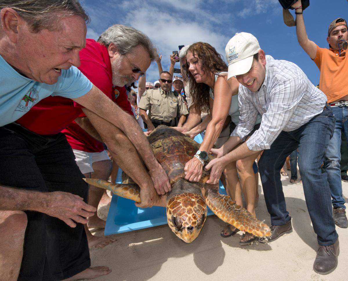Sen. Marco Rubio, R-Fla.; right, helps lift “Lady Bradley,” a loggerhead sea turtle, on her way to be released off the Florida Keys, Friday, Feb. 8, 2019, in Marathon, Fla. The turtle was rescued off the Upper Keys in November 2018 after it entangled in a fish trap line. It was taken to the Keys-based Turtle Hospital and treated for several months before being deemed fit for release. Hospital founder Richie Moretti is at left. FOR EDITORIAL USE ONLY (Andy Newman/Florida Keys News Bureau/HO)
