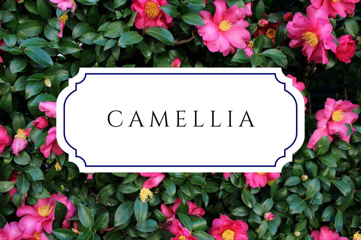 names that mean flower camellia