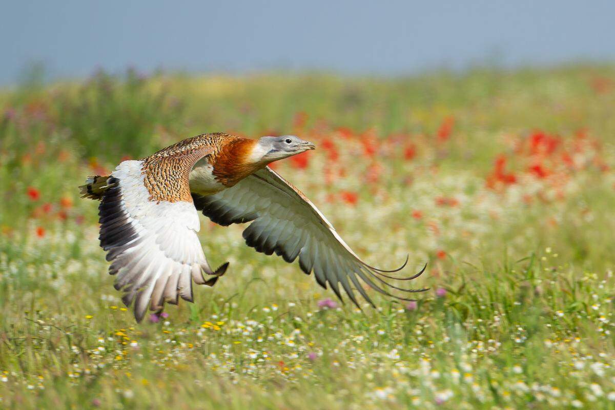 Great bustards live in plains and grasslands, far from the cave where their remains were found, researchers say.