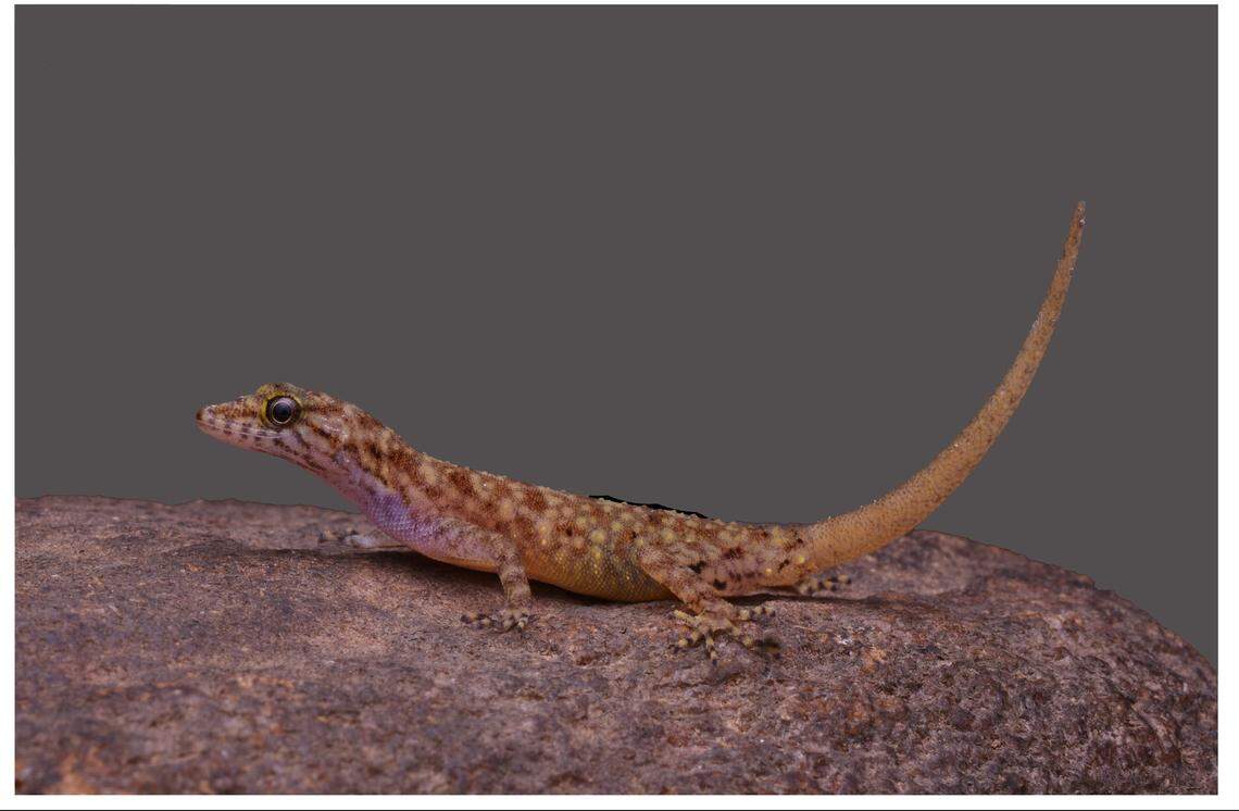 A female Cnemaspis triedra, or painted dwarf gecko, perched on a rock.