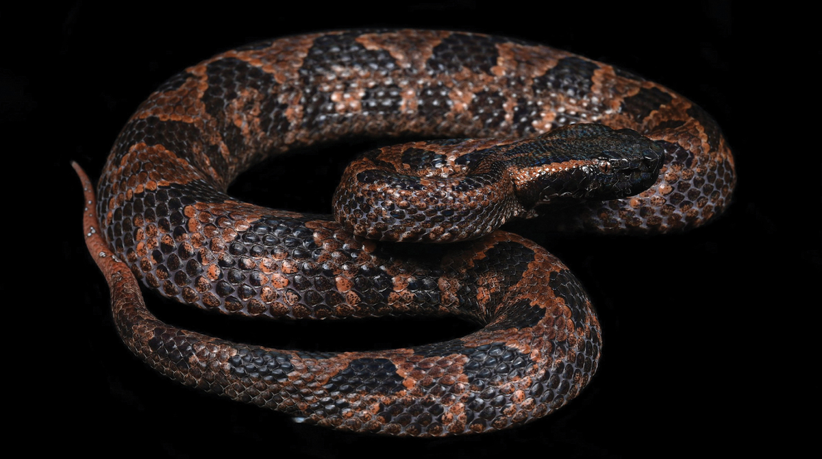 The new species is “stout” and “robust,” and 20 inches long, researchers said.