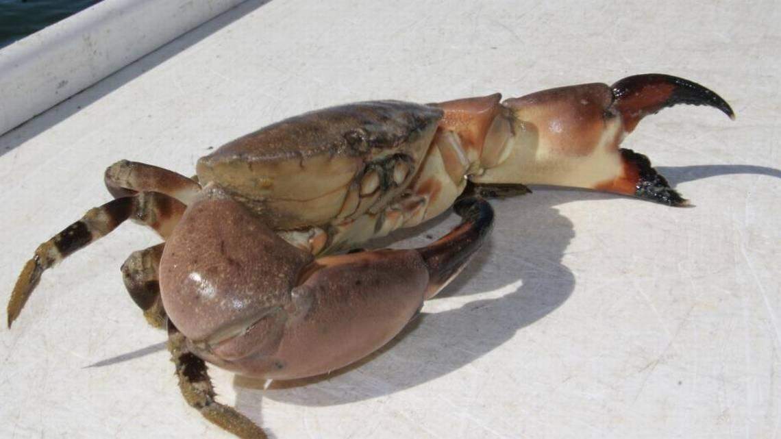 Stone crabs, like other crabs, regenerate their claws if they are removed. Stone crab fishermen only take the claws and throw the rest of the crab back alive.
