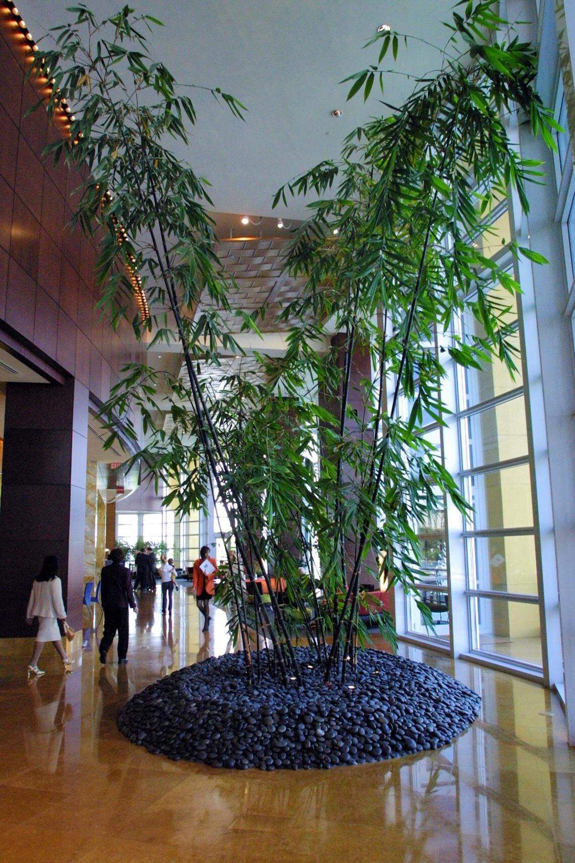 In 2001, a 25-foot Black Bamboo in the lobby of the Mandarin Oriental.