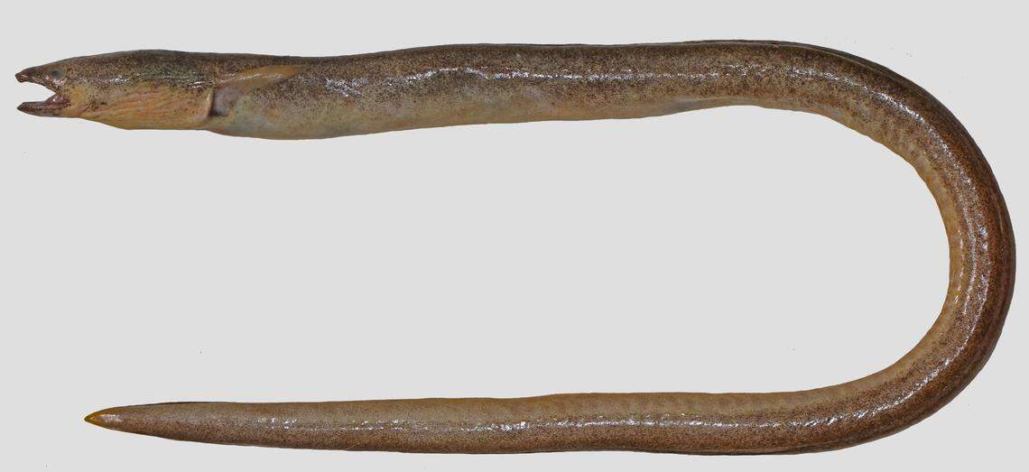 The new species is named for its “unique” dark spots, researchers said.