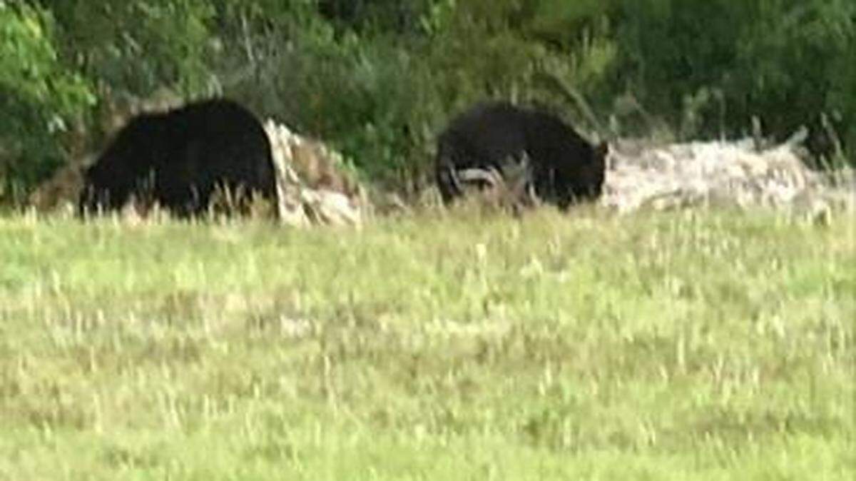 A mama bear and her three cubs put a Volusia County school on lockdown in east-central Florida on May 3, 2018.