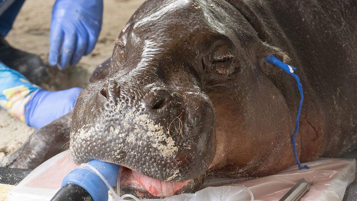 Aubergine under general anesthesia.