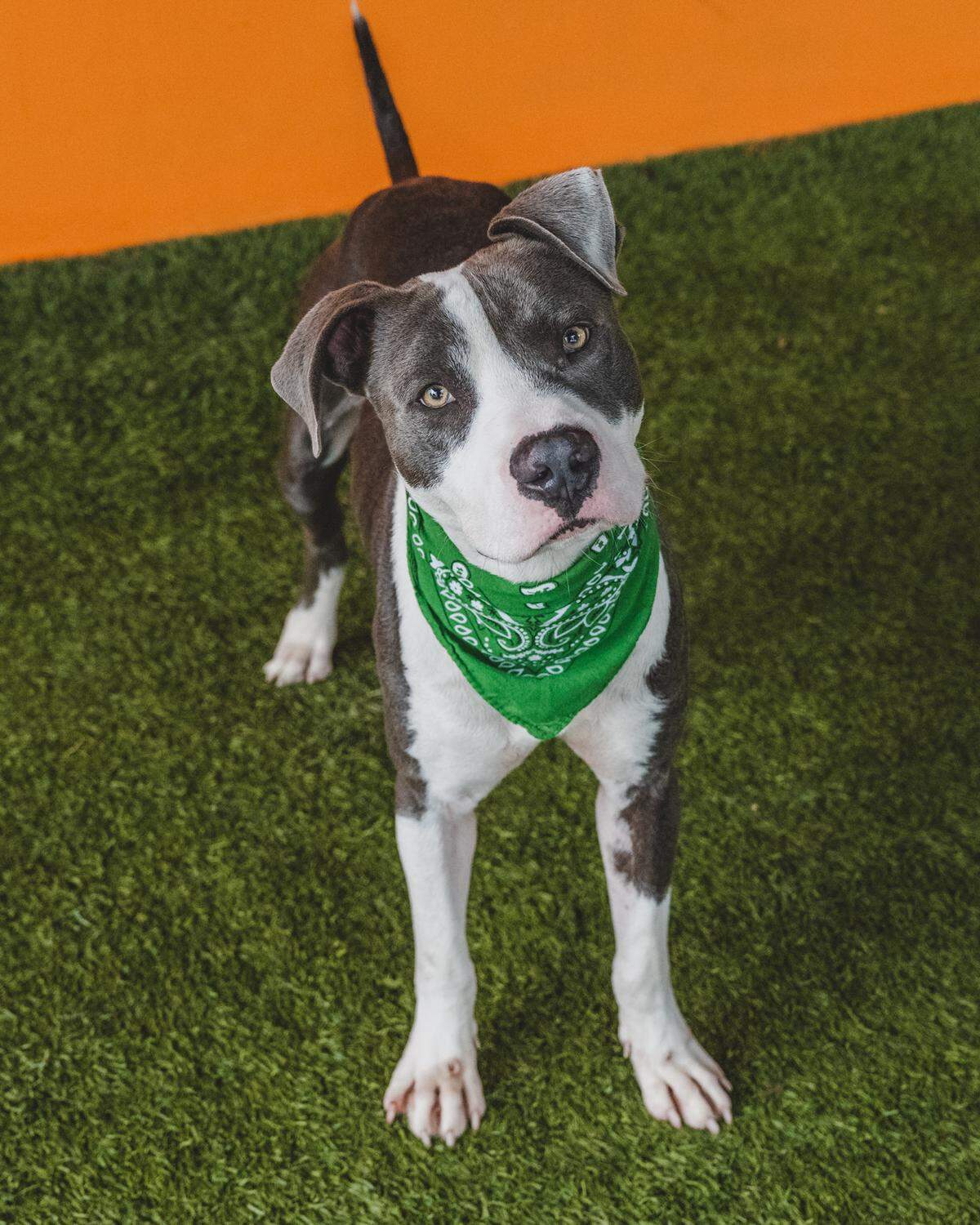 “Are you looking for a furry friend to keep you company? Meet Asher #A2467813! He’s a 2-year-old terrier mix who’s been at the shelter since May. Although he can be shy at first, he’s a very sweet boy who is highly treat-motivated, making him easy to train. Asher doesn’t know many commands yet, but he’ll learn quickly with a little bit of patience and love. He’s ready for his forever home and would make a wonderful addition to any family! “
