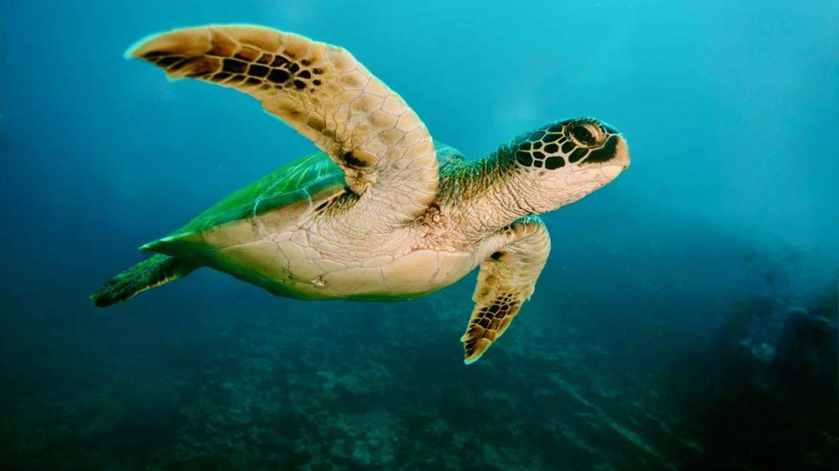 A green sea turtle swims off South Florida.