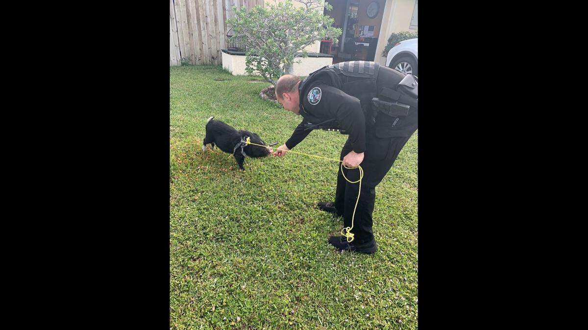 Boca Raton helped the tiny pig return home safe and sound.