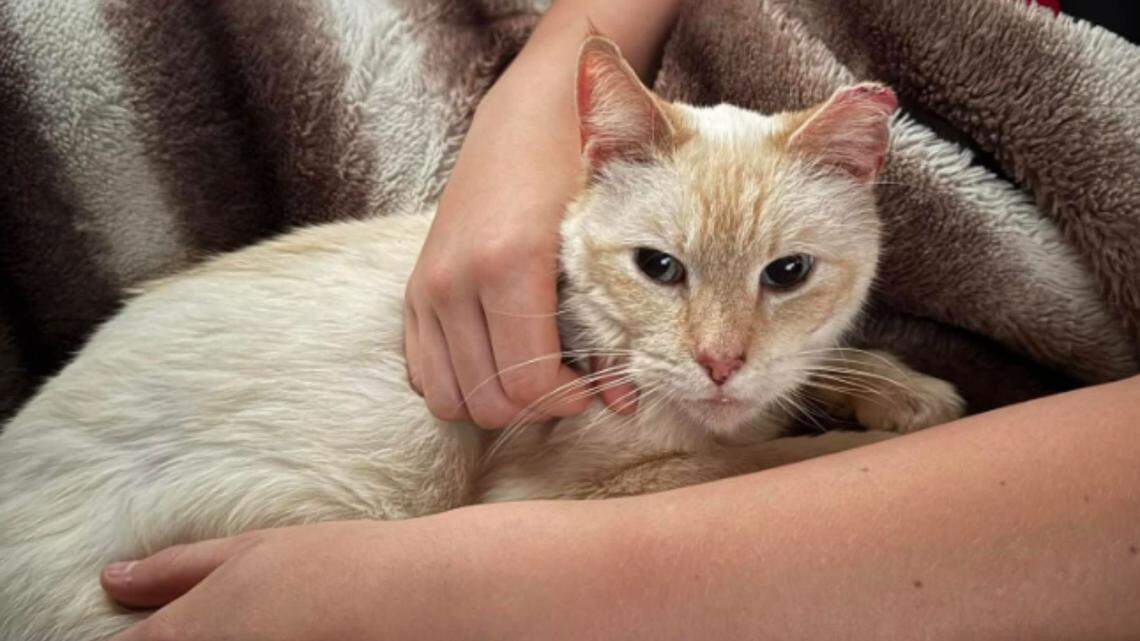 dodger the microchipped cat reunites with family