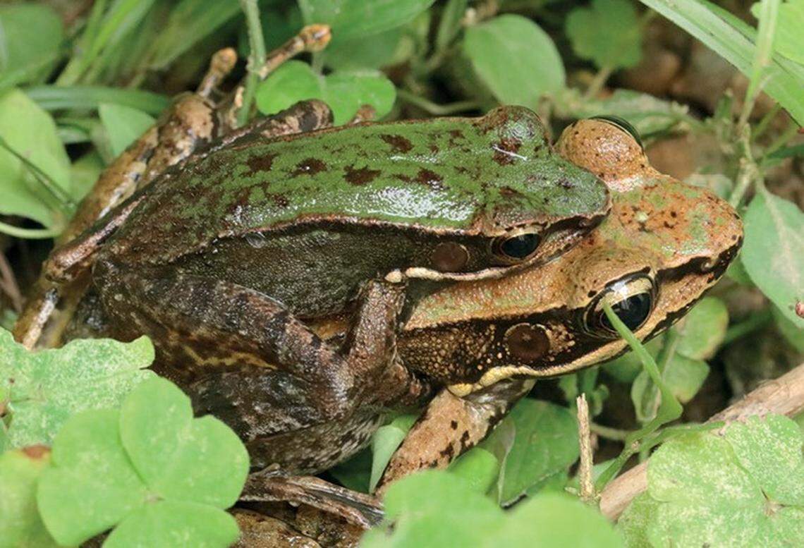 Males exhibited mating behavior toward female specimens when they were indoors, according to scientists.