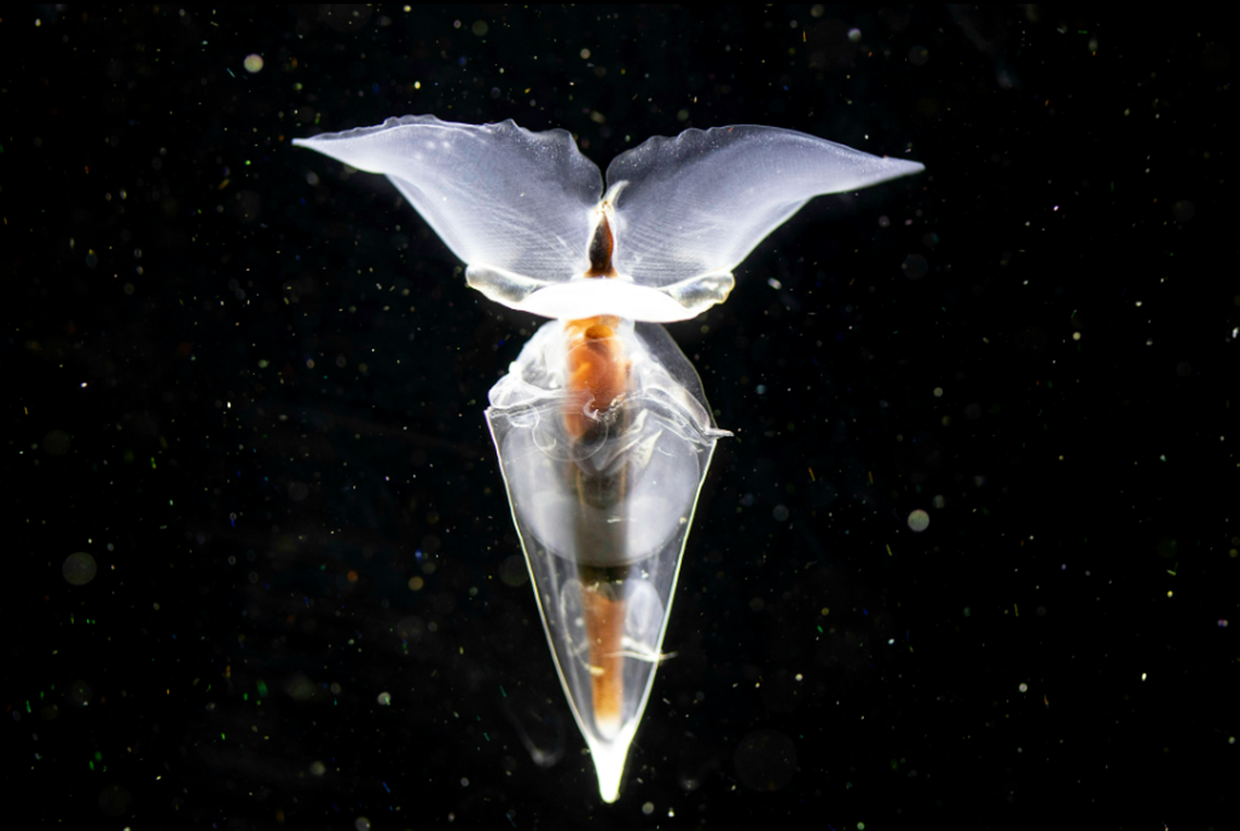 The sea butterfly entered the ship’s wet well and then began producing eggs to be studied for the first time.