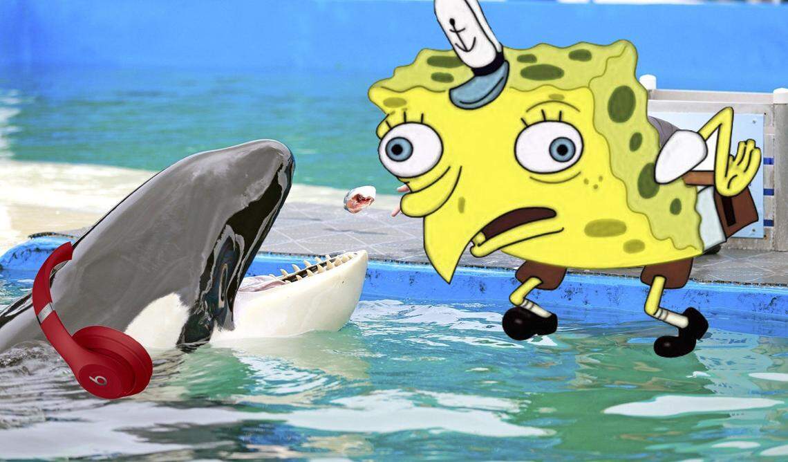 EDM will captivate Lolita the killer whale.