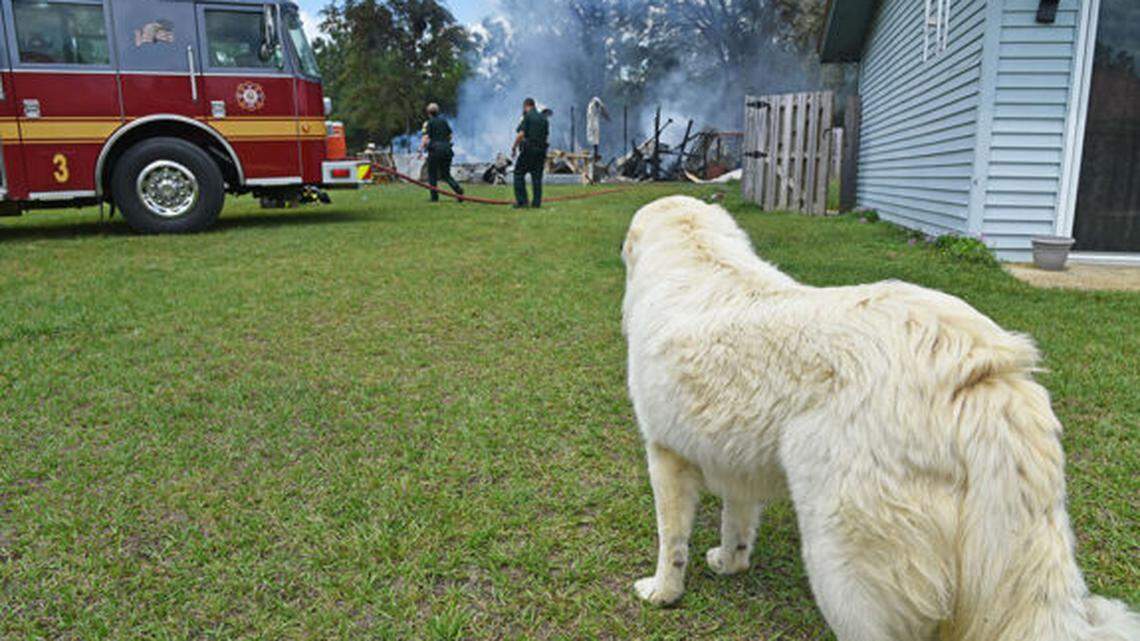 Investigators released this photo of the family’s “guardian dog,” but did not reveal its name.