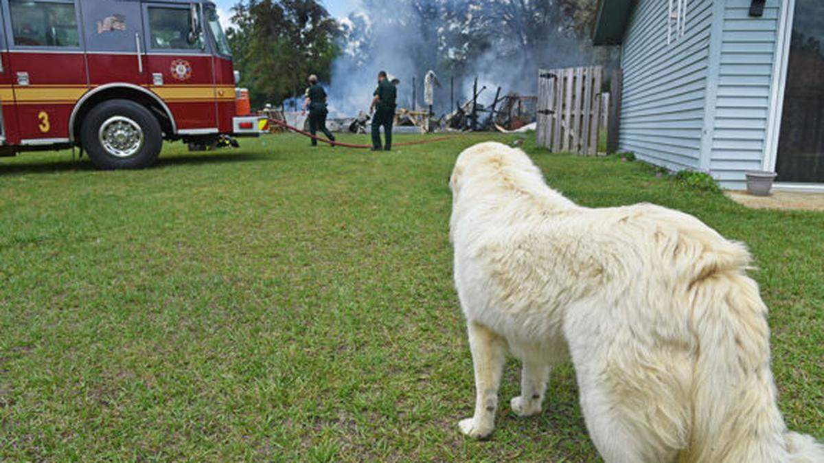Investigators released this photo of the family’s “guardian dog,” but did not reveal its name.