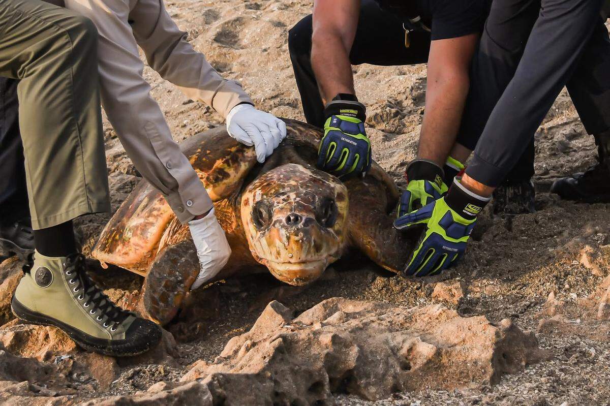 Loggerhead sea turtles nest between April and September on Florida’s beaches, typically under cover of darkness.