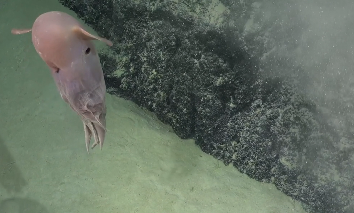 The octopuses are named after Disney’s Dumbo because their large fins resemble Dumbo’s large ears, according to experts.