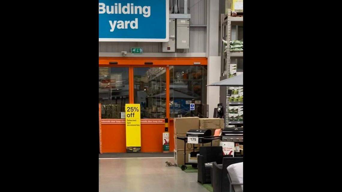 Police in Norwich, England, responded to a store’s burglar alarm. Officers found a squirrel eating nuts and bird seed.