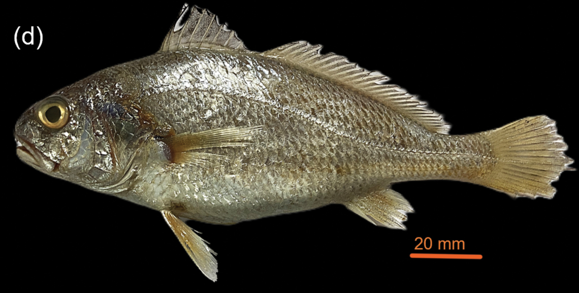 The croaker has a “silverish sheen” across its body.