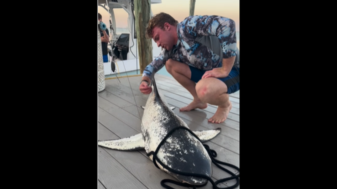 An angler fishing off southwest Florida reeled in a bizarre-looking — and irritable — sea creature that has been identified as a piebald shark.