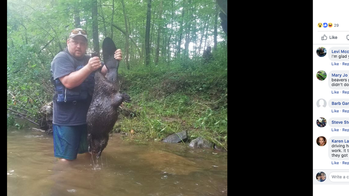 A rabid beaver attacked Pennsylvania man Dan Wherley and his daughter as they kayaked in Conewago Creek. Wherley took video of him beating the beaver with an oar and it clawed and scratched at his boat. He was forced to kill it.