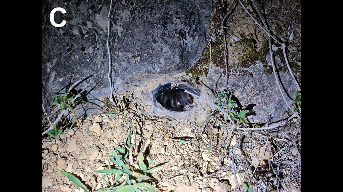 Four new species of burrowing tarantula with abnormally long genitalia have been found on the Arabian Peninsula and Horn of Africa.