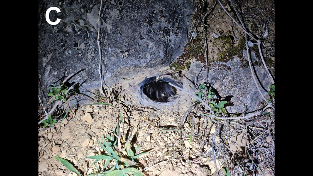 Four new species of burrowing tarantula with abnormally long genitalia have been found on the Arabian Peninsula and Horn of Africa.