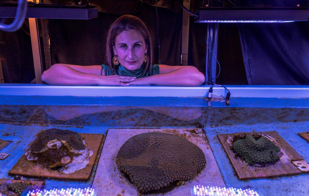 Joana Figueiredo, the director of the National Coral Reef Institute, looks a coral tank at the Marine Larval Ecology and Recruitment Laboratory, which is focused on the spawning and rearing Caribbean corals, at Nova Southeastern University in Dania Beach.