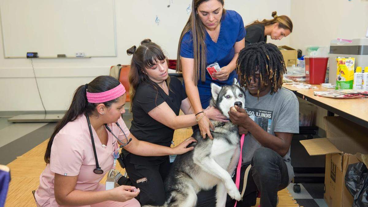 A Broward County Animal Care team treats a patient during a community Pet Wellness Clinic on August 28, 2024.