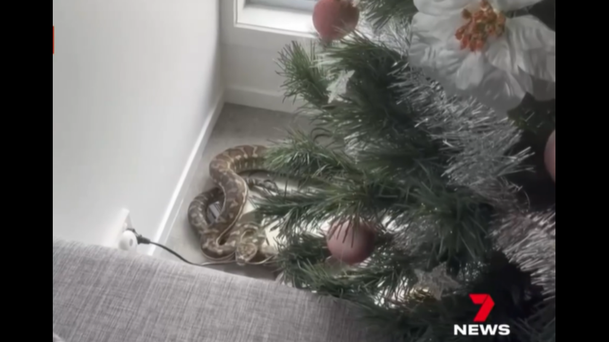 An Australian woman thought her kids were playing a trick on her when she spotted this snake under the Christmas tree.