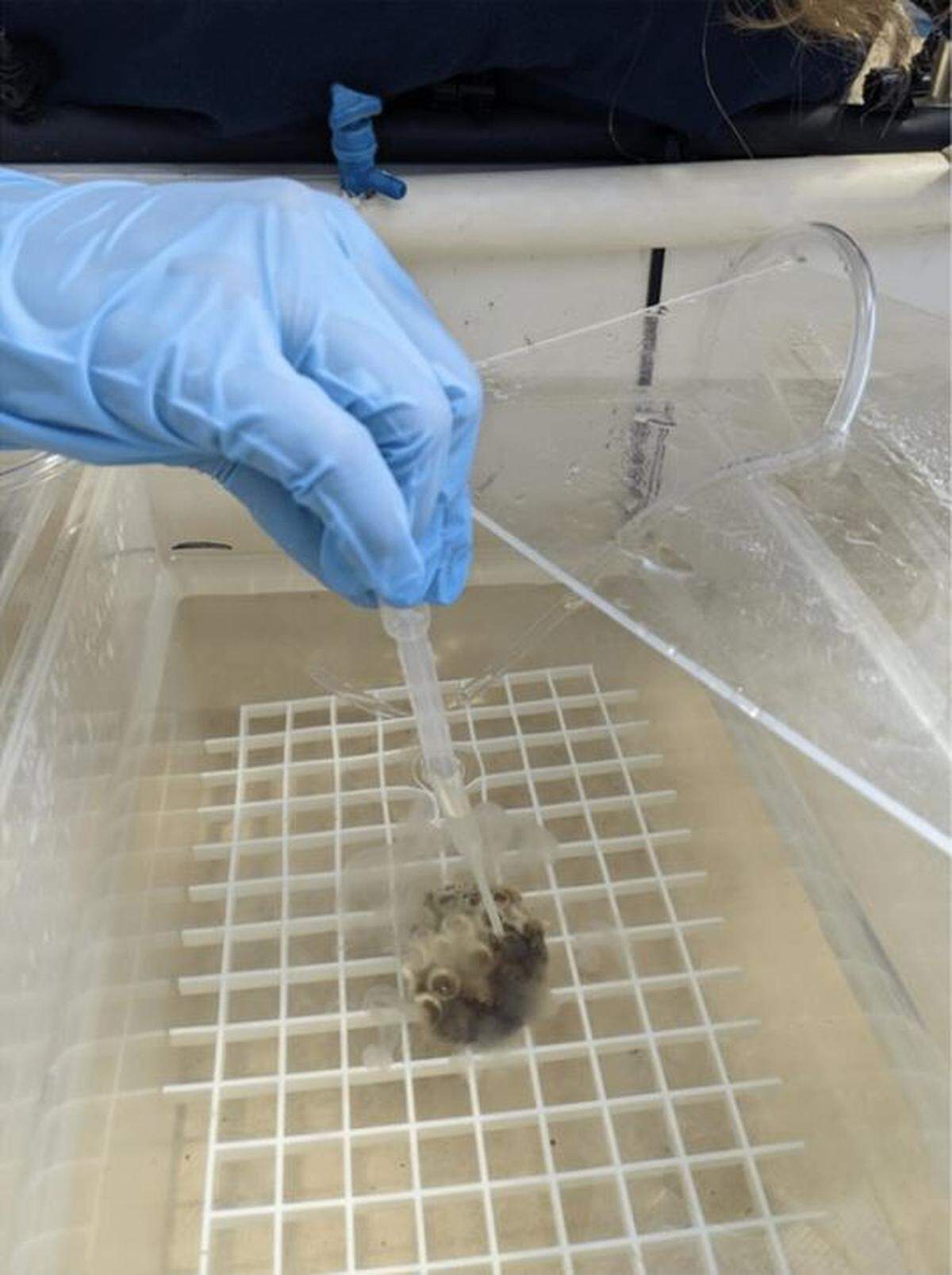 A researcher applies a solution of seawater mixed with probiotic bacteria to a piece of coral in a lab tank to test its effectiveness against stony coral tissue loss disease.