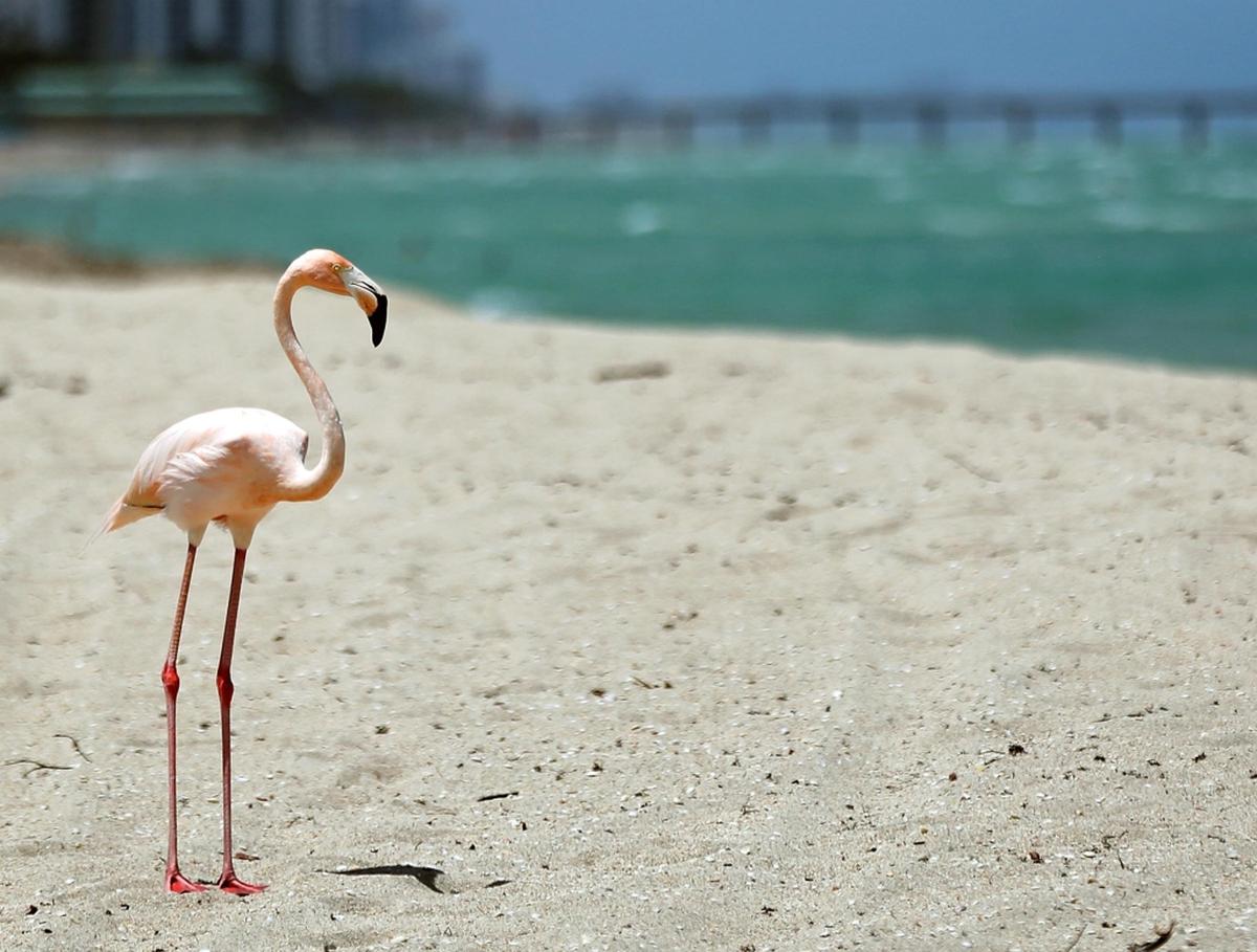 A lone Flamingo is spotted on Haulover Beach on Wednesday, May 16, 2018. So far, it's a mystery where this Flamingo came from. 