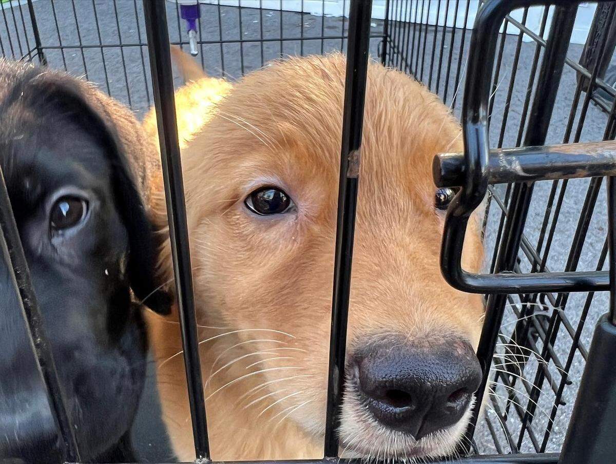 Rescuers removed around 170 puppies from the Forever Love Puppies pet store in Pembroke Pines on July, 18, 2023.
