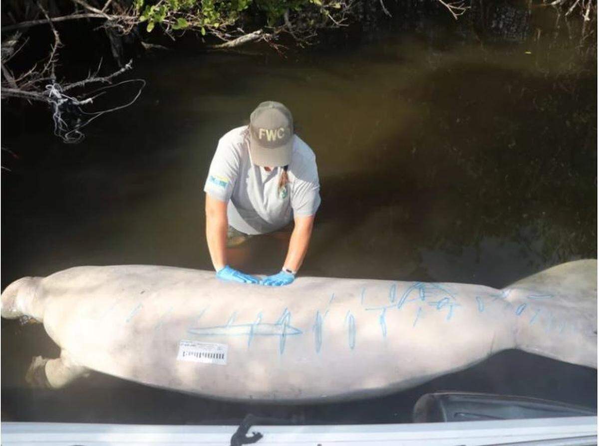 Already this year some 420 manatee are dead in Florida, a number that tracks closely with this time last year.