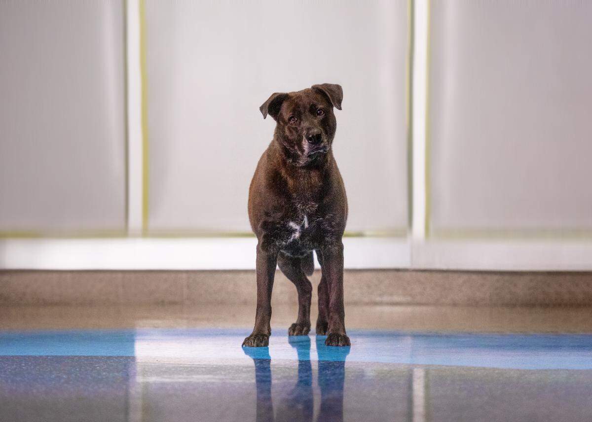 “Rocco #A2284228 is a big boy, strong, with a lot to say. He loves joining his shelter buddies for multi-dog playgroups.&nbsp; This 7-year-old boy has the energy of a puppy and love to get his exercise and playtime.&nbsp; You’ll have a grand old time trying to keep up with this lovable gentleman at home.”