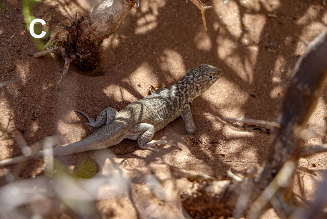 A Liolaemus kulinko, or Aguada Pichana iguana, hiding under a bush.