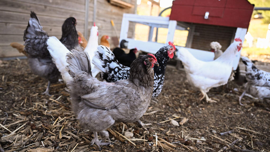 Raising backyard chickens in 2026: How to build a chicken coop for beginners with no farm experience