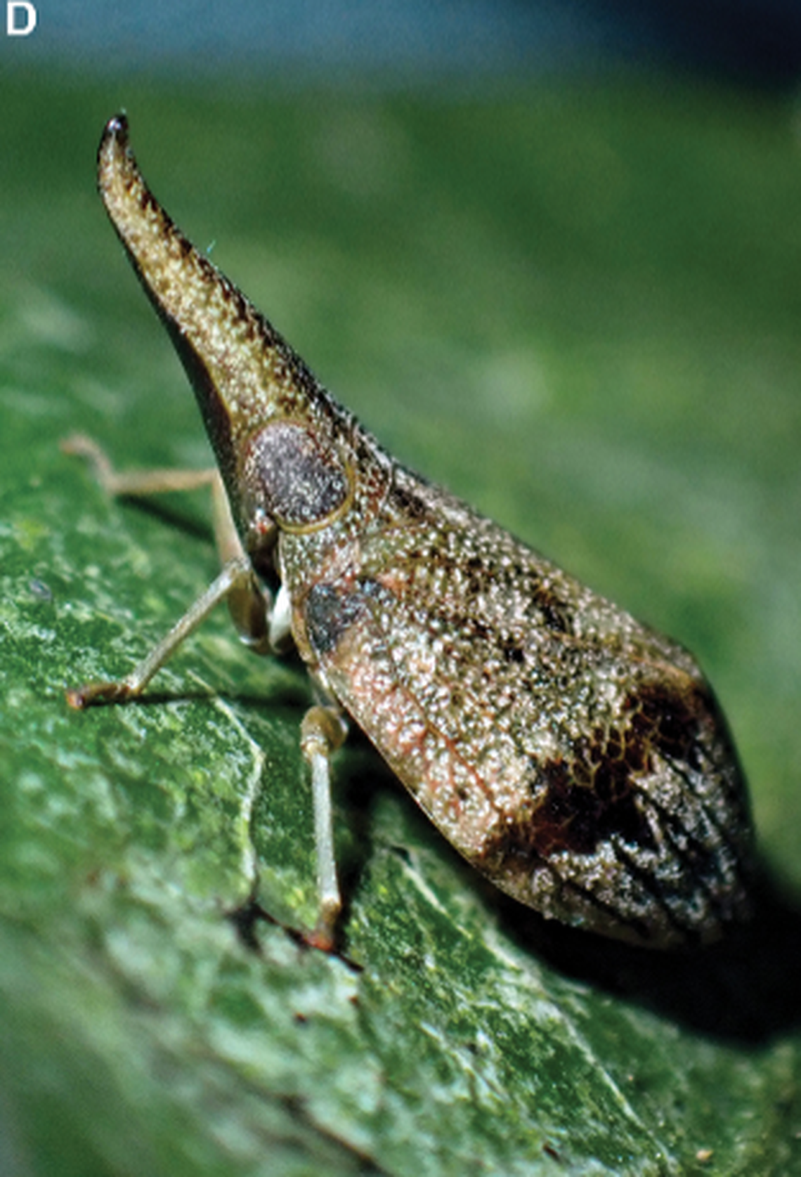 Pseudochoutagus nuichuanus.