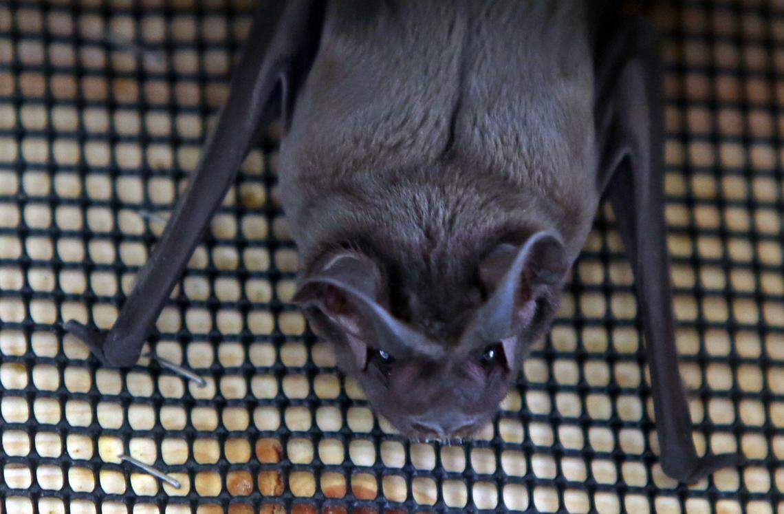 Zoo Miami conservation chief and wildlife veterinarian Frank Ridgely nursed this injured bonneted bat back to health in 2015 and eventually released it.