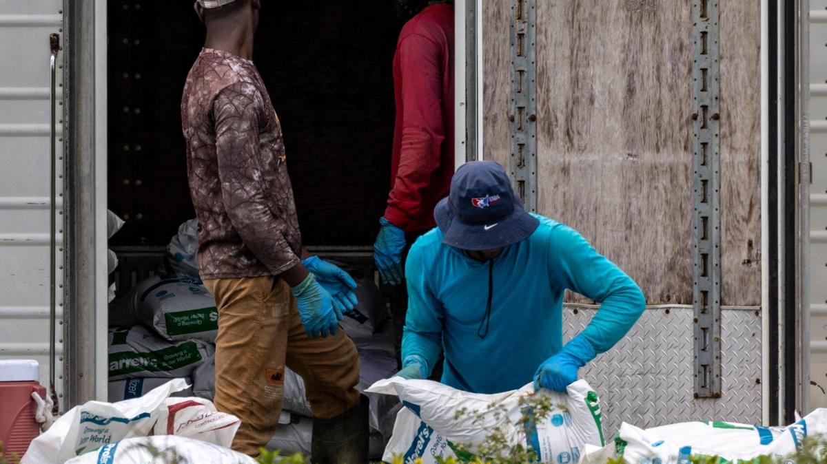 Trabajadores de un vivero en el sur del Condado Miami-Dade, en una imagen del 31 de mayo d 2023 en Homestead, Florida.