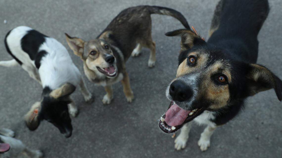 CHORNOBYL, UKRAINE - AUGUST 17: Stray dogs seek a handout of food outside the workers cafeteria at the Chernobyl nuclear power plant on August 17, 2017 near Chornobyl, Ukraine. An estimated 900 stray dogs live in the Chernobyl exclusion zone, many of them likely the descendants of dogs left behind following the mass evacuation of residents in the aftermath of the 1986 nuclear disaster at Chernobyl. Volunteers, including veterinarians and radiation experts from around the world, are participating in an initiative called The Dogs of Chernobyl, launched by the non-profit Clean Futures Fund. Participants capture the dogs, study their radiation exposure, vaccinate them against parasites and diseases including rabies, tag the dogs and release them again into the exclusion zone. Some dogs are also being outfitted with special collars equipped with radiation sensors and GPS receivers in order to map radiation levels across the zone. (Photo by Sean Gallup/Getty Images)