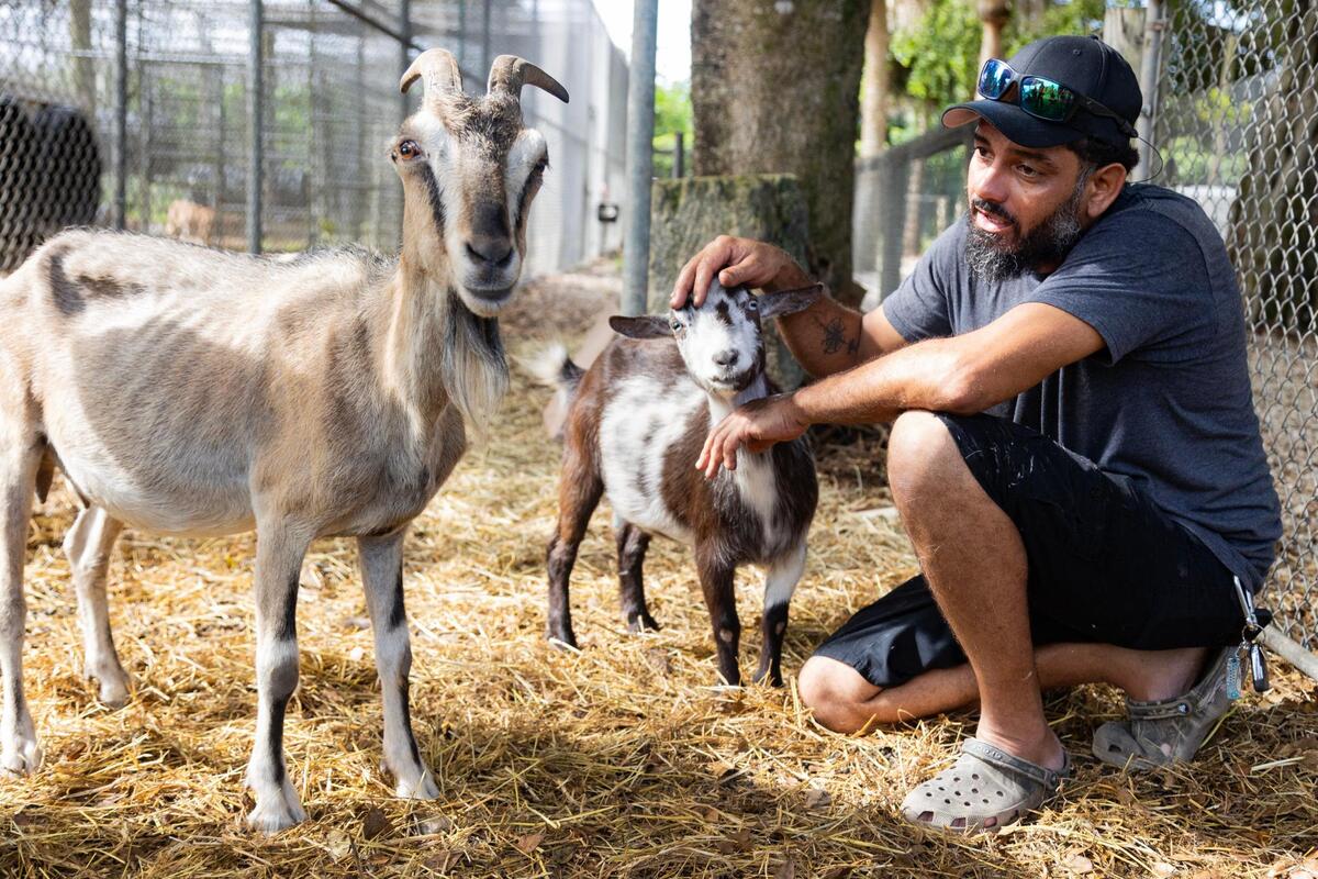 Jeff Rivera pets goats Sandy (left) and Cookie (right) on vaccination day, Aug. 13, 2023. They rescued the goats in 2022 and worked on getting them back up to a healthy weight. They originally were going to find them a new home. “We found them a home here because we named them,” Rivera said. “Once you name an animal that’s it. Now they’re here forever.”