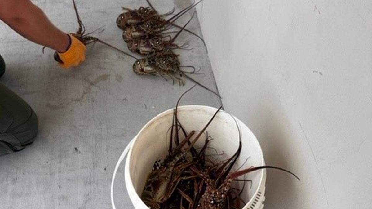 A Florida Fish and Wildlife Conservation Commission officer places spiny lobsters into a bucket that police say three men stole from a Florida Keys commercial trap line Tuesday, Aug. 23, 2023.