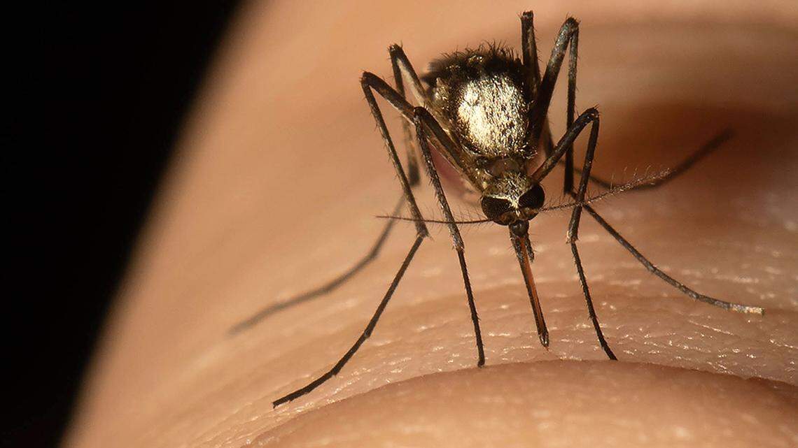 The Aedes scapularis is now considered established in Miami-Dade and Broward, though scientists still don’t know if the species poses a serious threat to human health and animals.