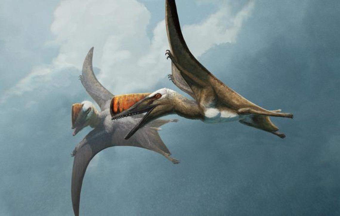 The species had a short, “sword”-like tail that set it apart from other known pterosaurs.