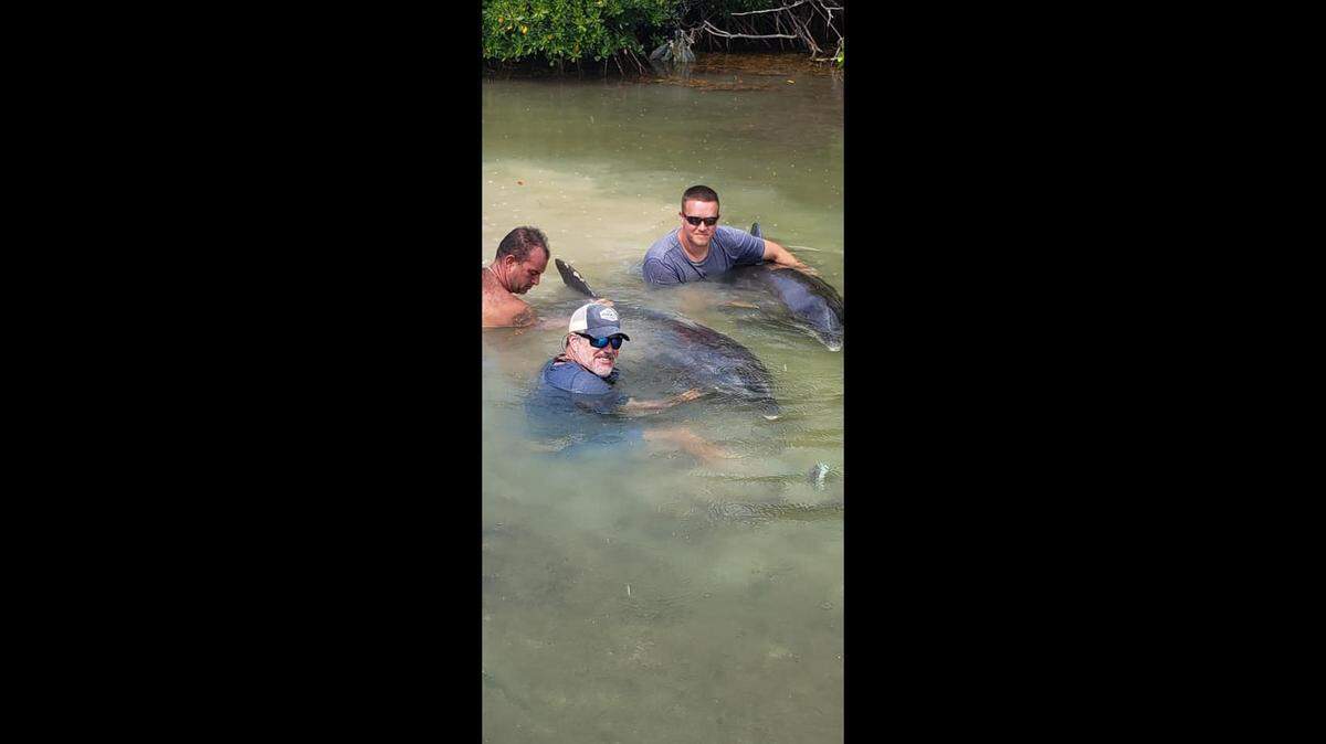 Vacationers and locals on July 26, 2019, help rescue two dolphins they said were stranded in shallow water off Fiesta Key Campground at mile marker 70 in the Florida Keys.