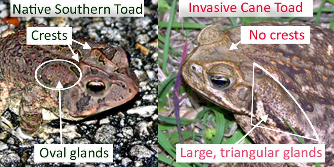 Invasive cane toads look a lot like some native species; a key identifiable feature is the large triangular gland near each eye. The native southern toads have smaller oval glands and crests that look like bumps on their heads.