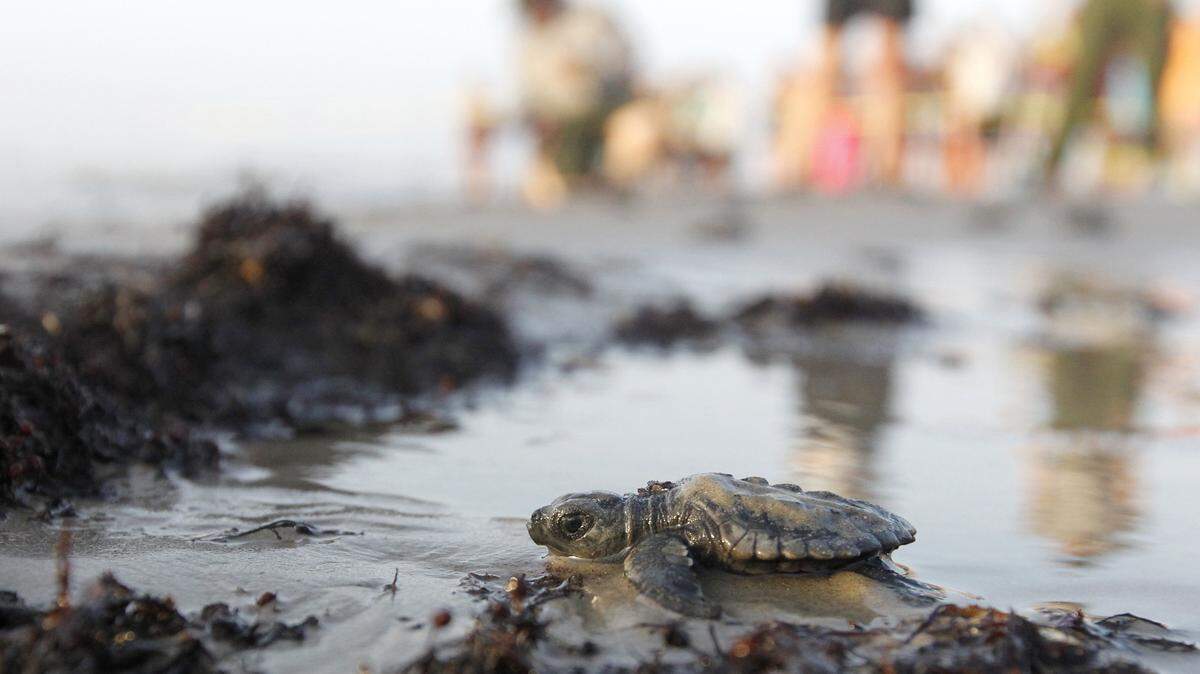 A new study of Florida beaches has found high amounts of microplastics, which could increase sand temperature and produce more female hatchlings. This Kemps ridley sea turtle makes its way to the Gulf of Mexico from the Texas coast.