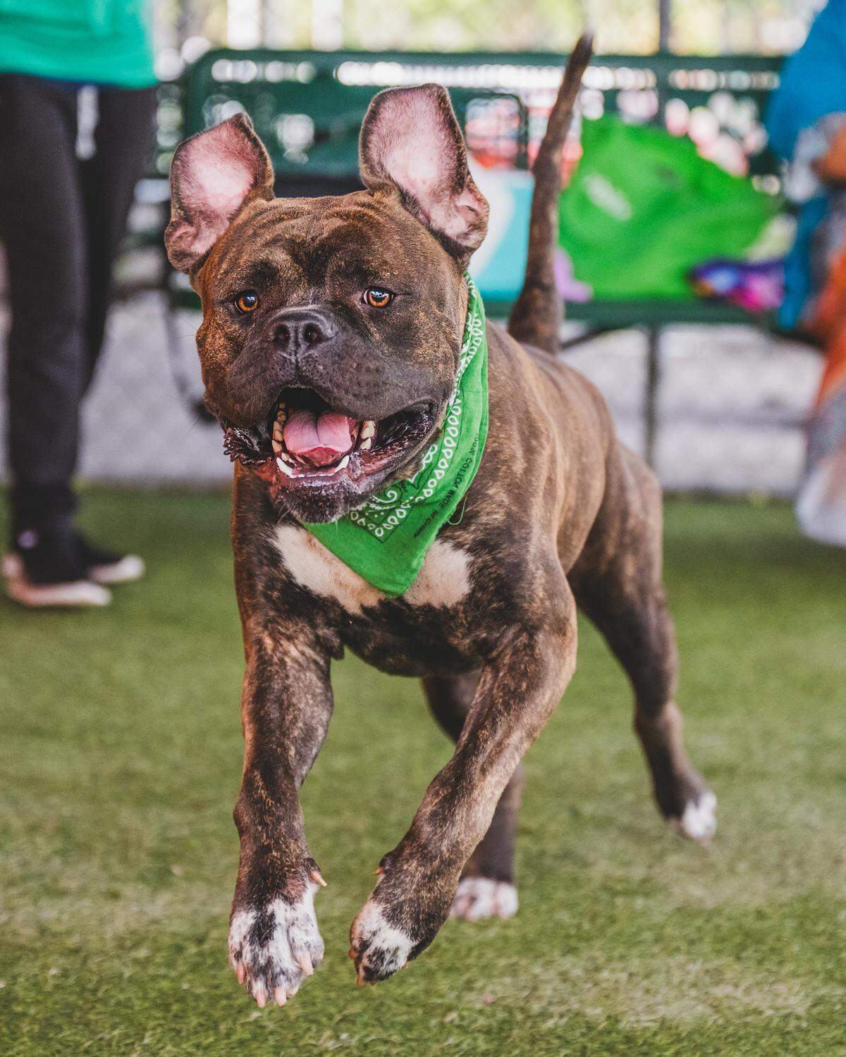 Toby #A2370391 was found tied up outside the shelter in September. This big boy swears he is a lap log and log to be snuggled up with you. He gives the best hugs and is quite the smoocher. He is a gentle giant who can sometimes be like a bull in a China shop. He loves to run and chase the ball but has not figured out that he is supposed to bring it back. If you are looking for a fun companion, Toby is sure to always put a smile on your face.